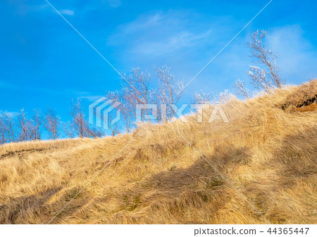 Leafless tree on field in Iceland Leafless tree on field in Iceland 44365447