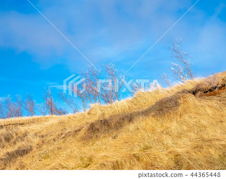 Leafless tree on field in Iceland 44365448
