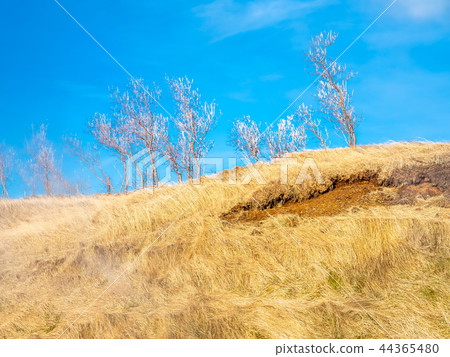 Leafless tree on field in Iceland Leafless tree on field in Iceland 44365480