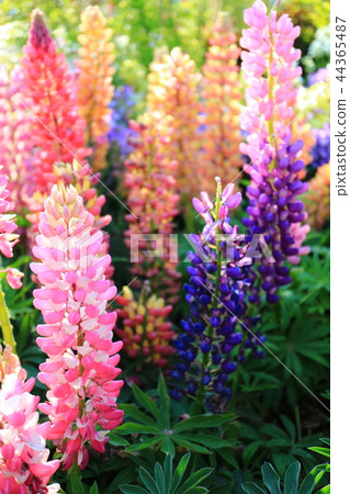 Lupine Lupine 44365487