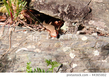 Japanese lizard 16 Japanese lizard 16 44365802