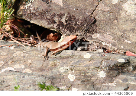 Japanese lizard 19 Japanese lizard 19 44365809