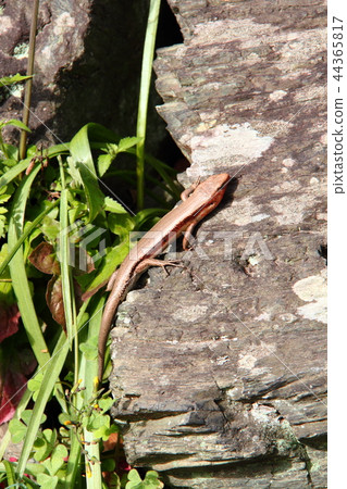 Japanese lizard 23 44365817