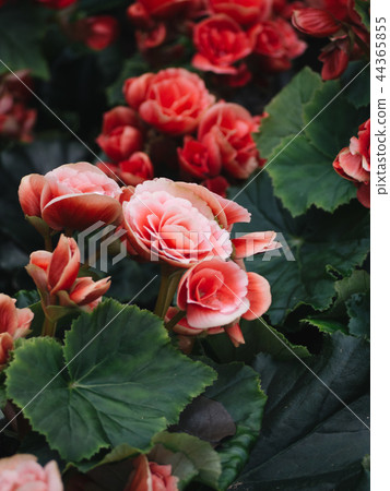 Numerous bright flowers of tuberous begonias Numerous bright flowers of tuberous begonias 44365855
