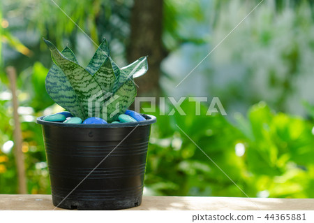 Cluse up sansevieria or snake plant in pot Cluse up sansevieria or snake plant in pot 44365881