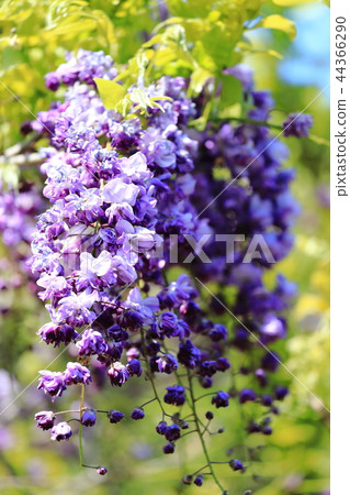 Yokosuka Shobuen Garden Yae Kuro Ryuto Yokosuka Shobuen Garden Yae Kuro Ryuto 44366290