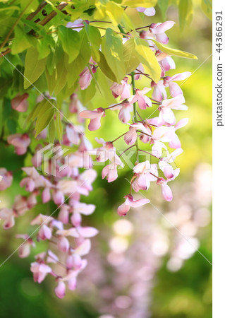 Yokosuka Shobuen Garden lipstick wisteria Yokosuka Shobuen Garden lipstick wisteria 44366291