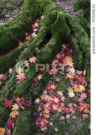 Late autumn 44366638