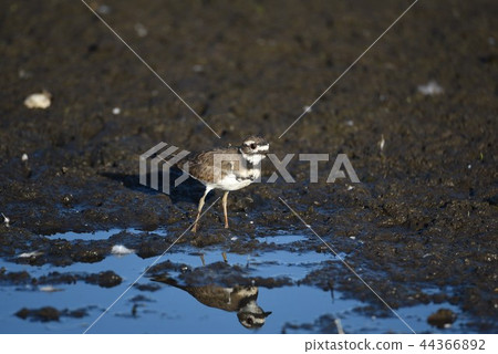 White-tailed plover (Twin Bidori) English name: Killdeer 44366892