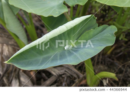 Leaves of taro Leaves of taro 44366944