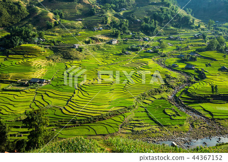 Rice terrace in Sapa Vietnam 44367152