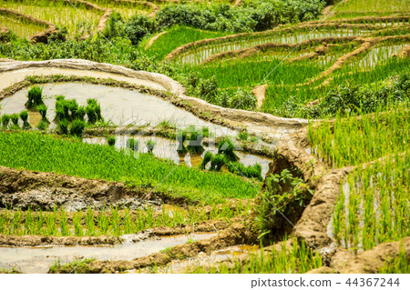 Rice terrace in Sapa Vietnam Rice terrace in Sapa Vietnam 44367244