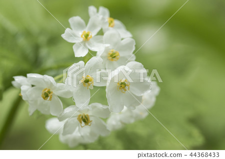 Sankayou花 44368433