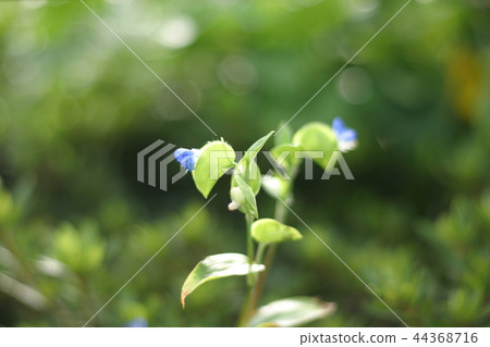 藍色的小花 藍色的小花 44368716