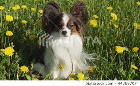 Beautiful dog Papillon sitting on green lawn with dandelions 44369707