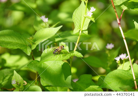 Abu and Mizosova 44370141