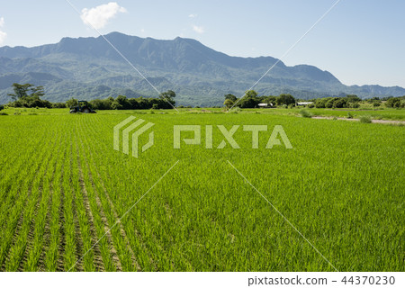 green paddy farm green paddy farm 44370230