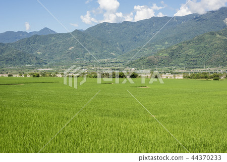 green paddy farm green paddy farm 44370233