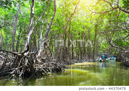 People in mangrove forest Ria Celestun lake Mexico 44370478
