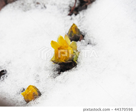 Fukushune在雪地裡生長 Fukushune在雪地裡生長 44370598