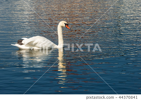 One Mute Swan swim on a Blue Lake 44370841
