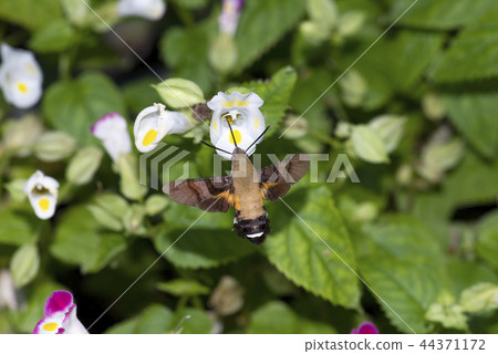 Hoshi hojaku 44371172