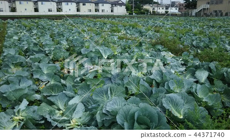 東京郊區_05 44371740