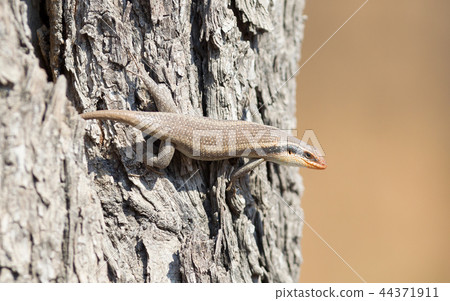 Kalahari tree skink 44371911