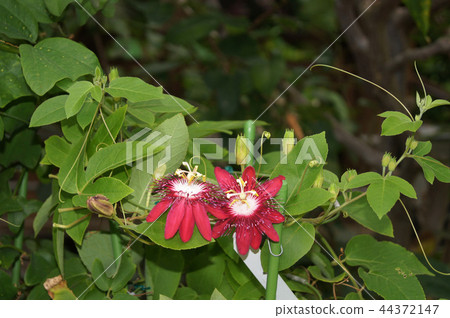 Pashi Flora Lady Margaret Pashi Flora Lady Margaret 44372147