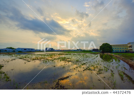 在育苗的稻田中，有一個飯碗，廚房和廚房，Wakumo Saito和一個被水淹沒的水面。休閒的田園風光。 44372476