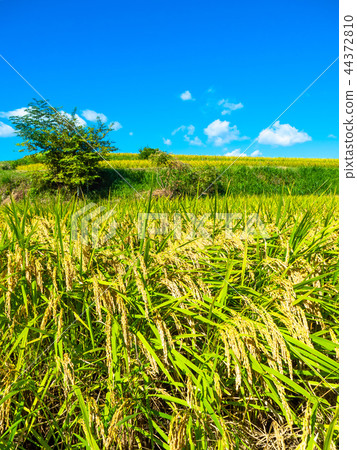 Golden ripe rice 44372810