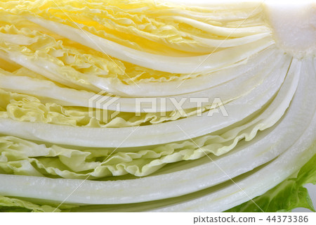 大白菜截面 大白菜截面 44373386