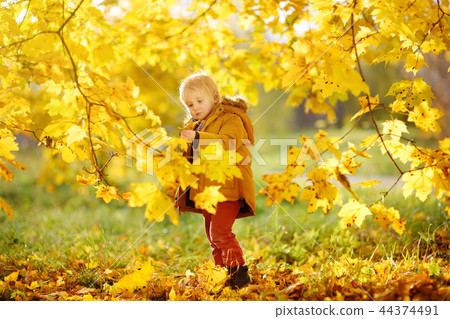 Little boy during stroll in the forest at sunny autumn day Little boy during stroll in the forest at sunny autumn day 44374491