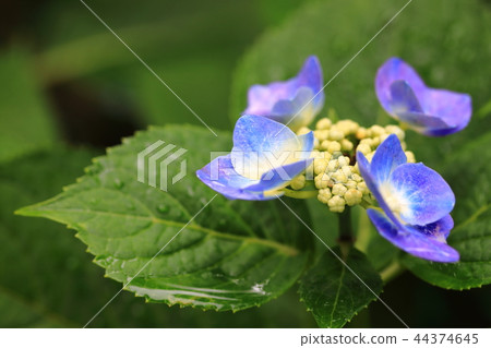 繡球花藍色 繡球花藍色 44374645