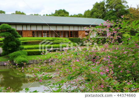 Koshigaya Nohgakudo, Hanada Satoshi, Kakihana (October) Koshigaya City, Saitama Prefecture 44374660