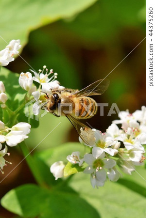 Buckwheat flowers and bees Flower beside buckwheat Bees Nature Bee Honey Insects White flowers Buckwheat flowers and bees Flower beside buckwheat Bees Nature Bee Honey Insects White flowers 44375260