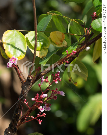 Star fruit flower Gorenni flower starfruit Star fruit flower Gorenni flower starfruit 44375717