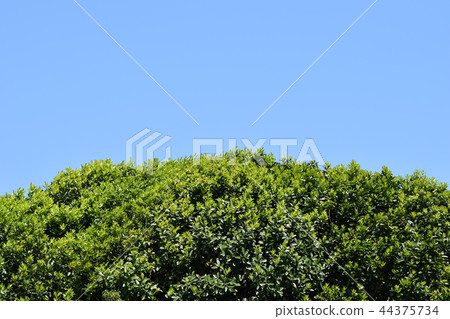 Green, clouds and blue sky sdgs natural environment sustainable 44375734