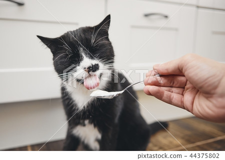 Hungry domestic cat 44375802