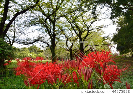 在Zenfukujigawa綠地的群集孤挺花盛開 44375938