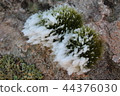 Moss 44376030