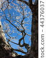 A tree 44376037