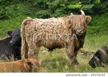 Highland cattle in the natu. Bohemian Forest. Highland cattle in the natu. Bohemian Forest. 44376107