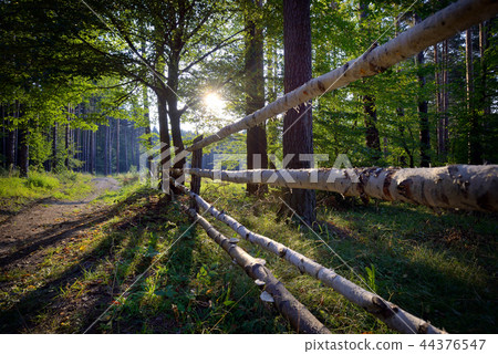 Wooden fence in summer forest 44376547
