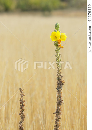 Common mullein (Verbascum thapsus) 44376559