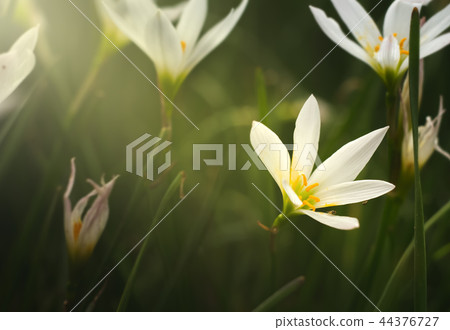 beautiful white flower pattern light shining 44376727