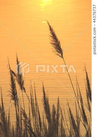 beautiful grass flower pattern light shining beautiful grass flower pattern light shining 44376737