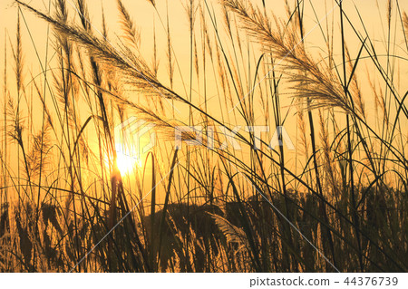 beautiful grass flower pattern light shining beautiful grass flower pattern light shining 44376739