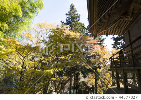 Oita Oita 44377027