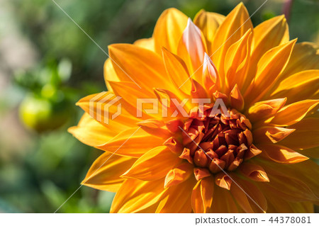 Dahlia 42 Dahlia 42 44378081